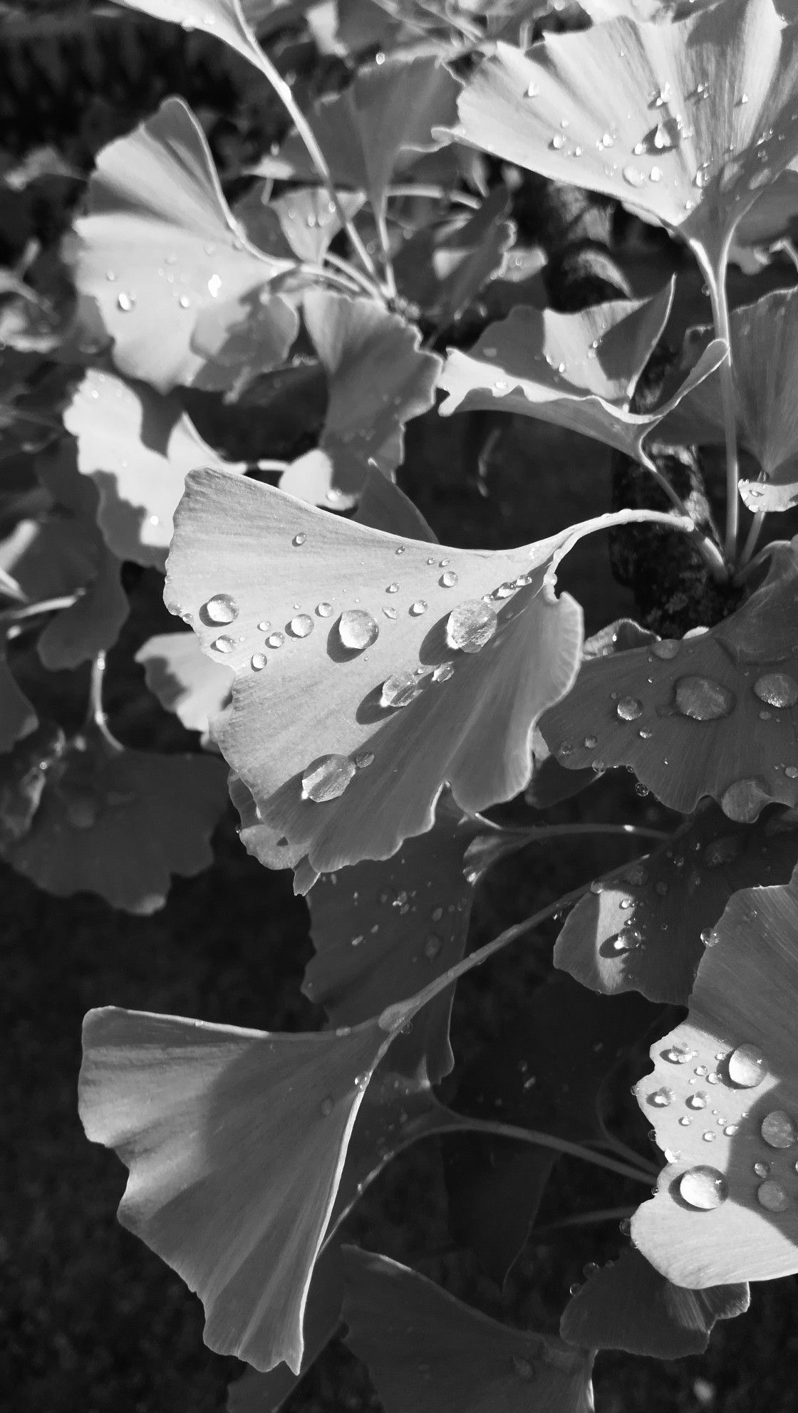 iluris Lab Botox-Like Peptide Serum 30ml - Image 3